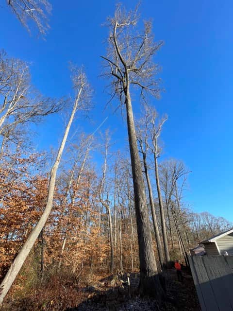 Ksor Tree Service completed work gallery in Charlotte, NC