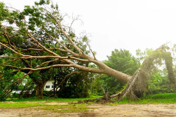 Storm Damage Cleanup
